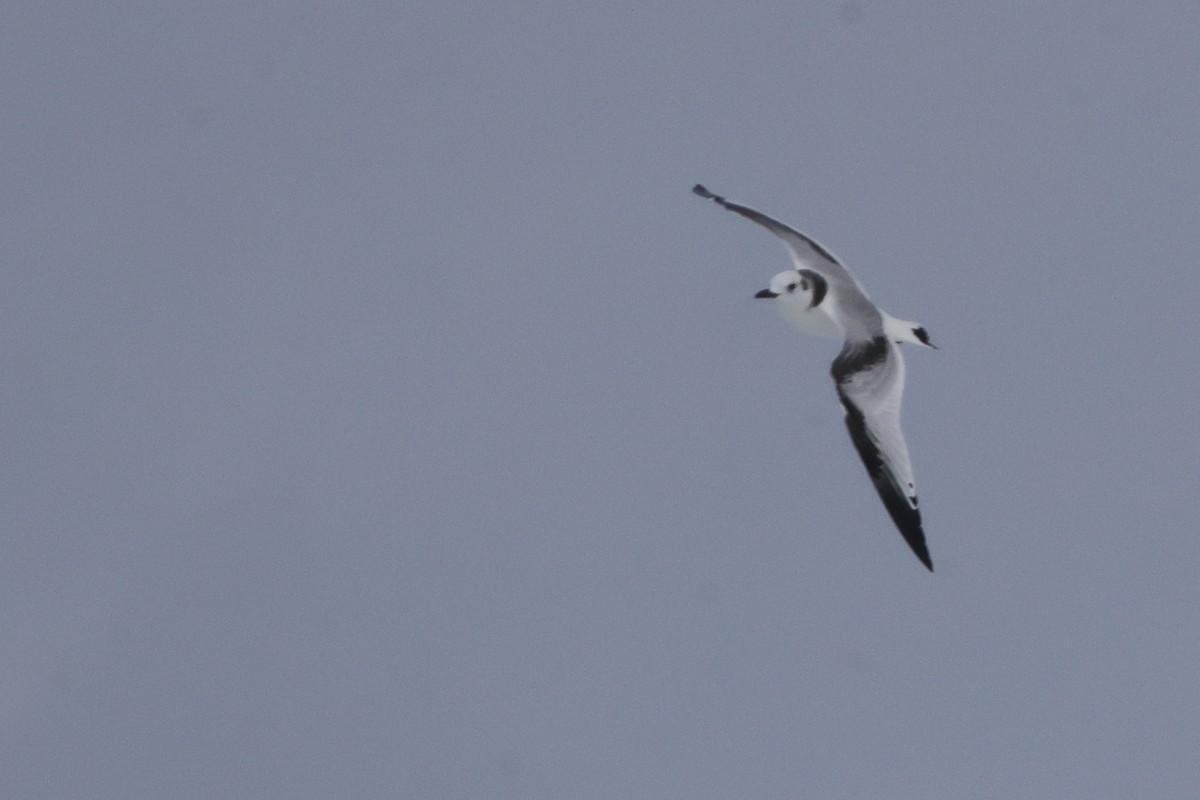 Black-legged Kittiwake - ML625399700