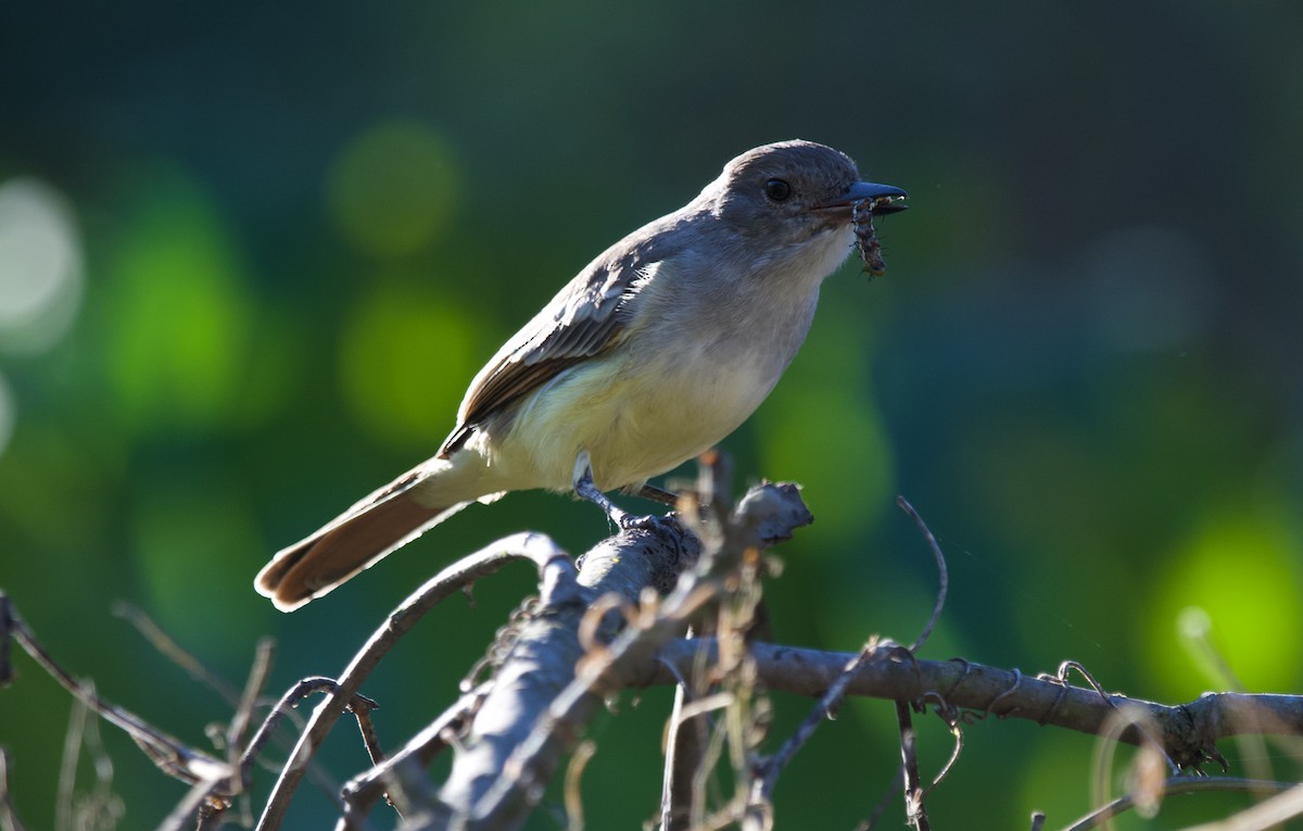 Ash-throated Flycatcher - ML625399706