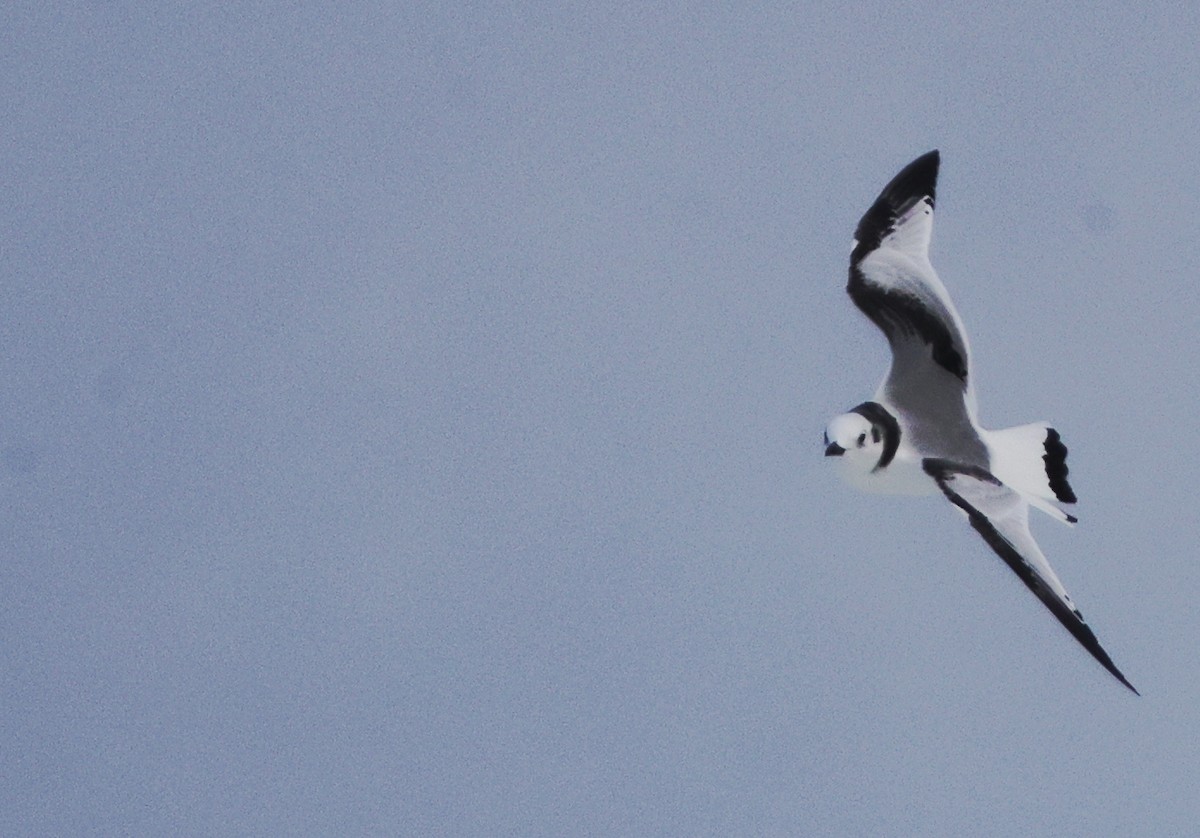 Black-legged Kittiwake - Tim Lenz