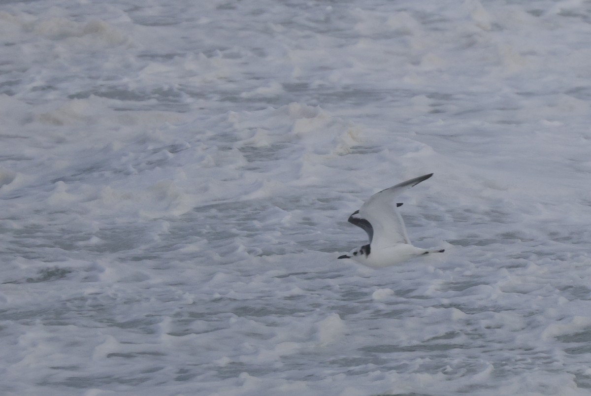 Black-legged Kittiwake - ML625399736