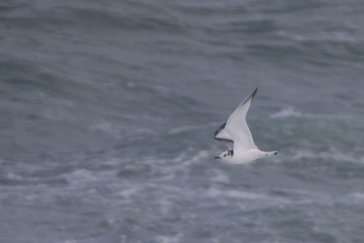 Black-legged Kittiwake - ML625399742