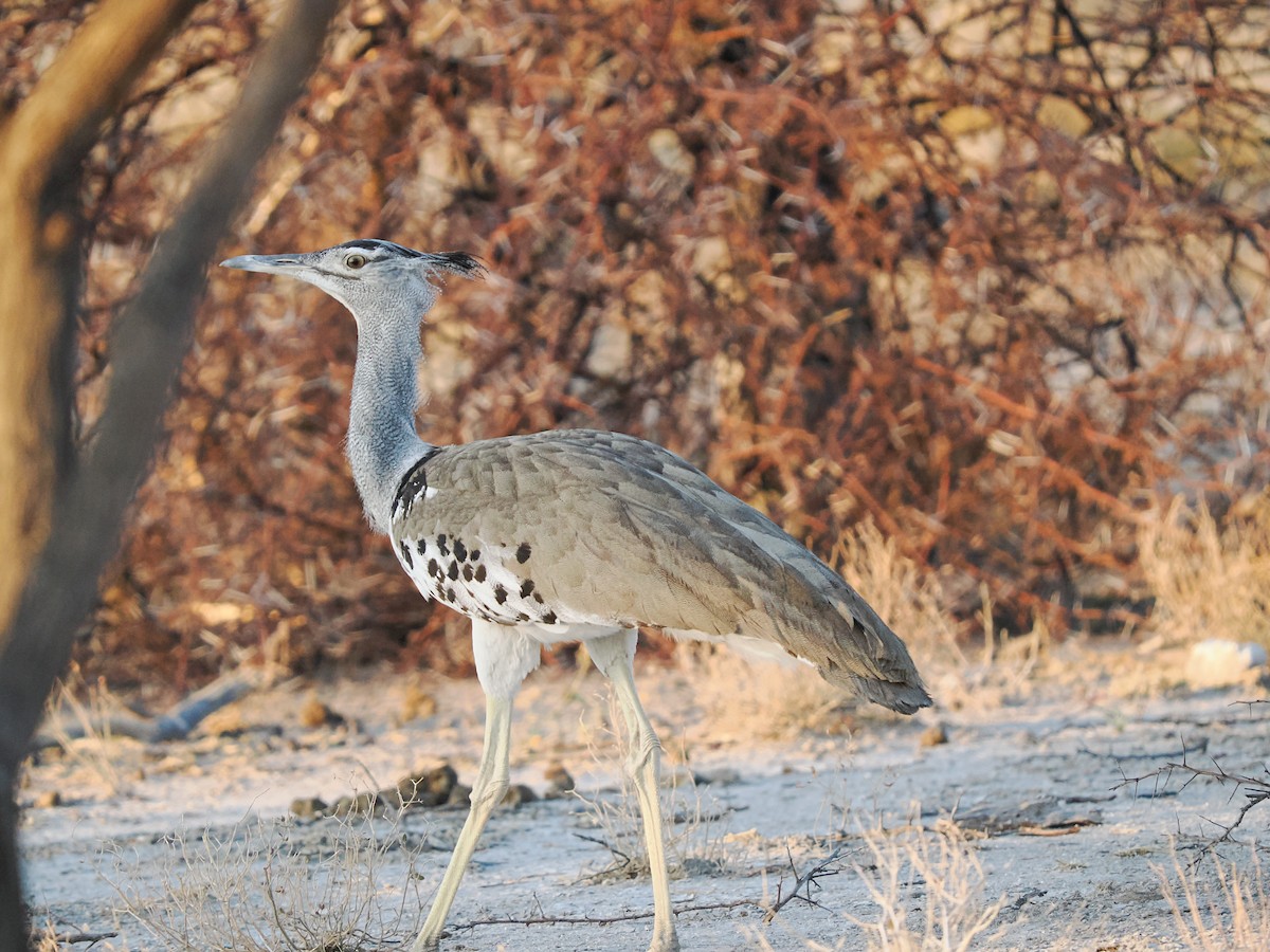 Kori Bustard - ML625399743