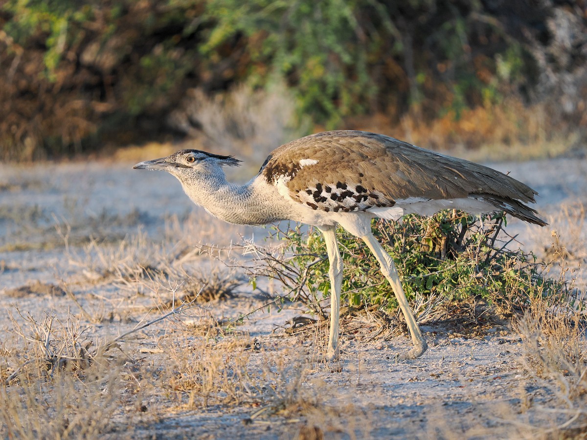 Kori Bustard - ML625399745