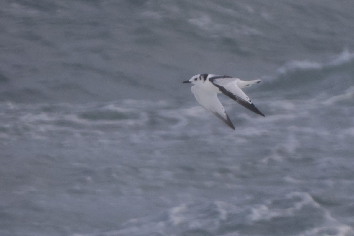 Black-legged Kittiwake - ML625399747