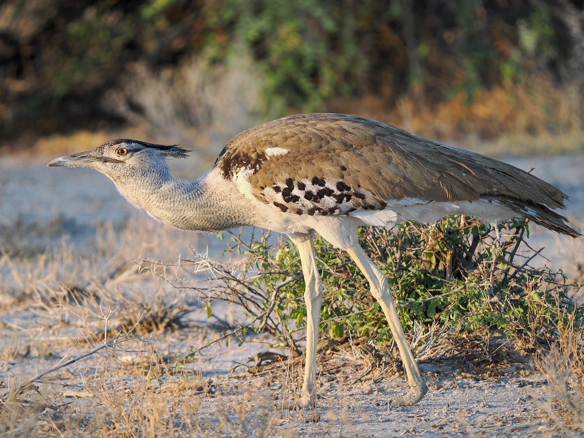 Kori Bustard - ML625399748