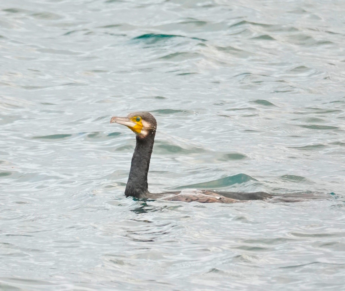 Great Cormorant - ML625399762