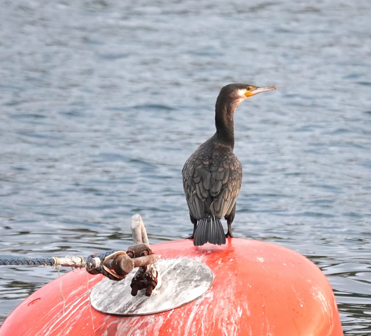 Great Cormorant - ML625399764