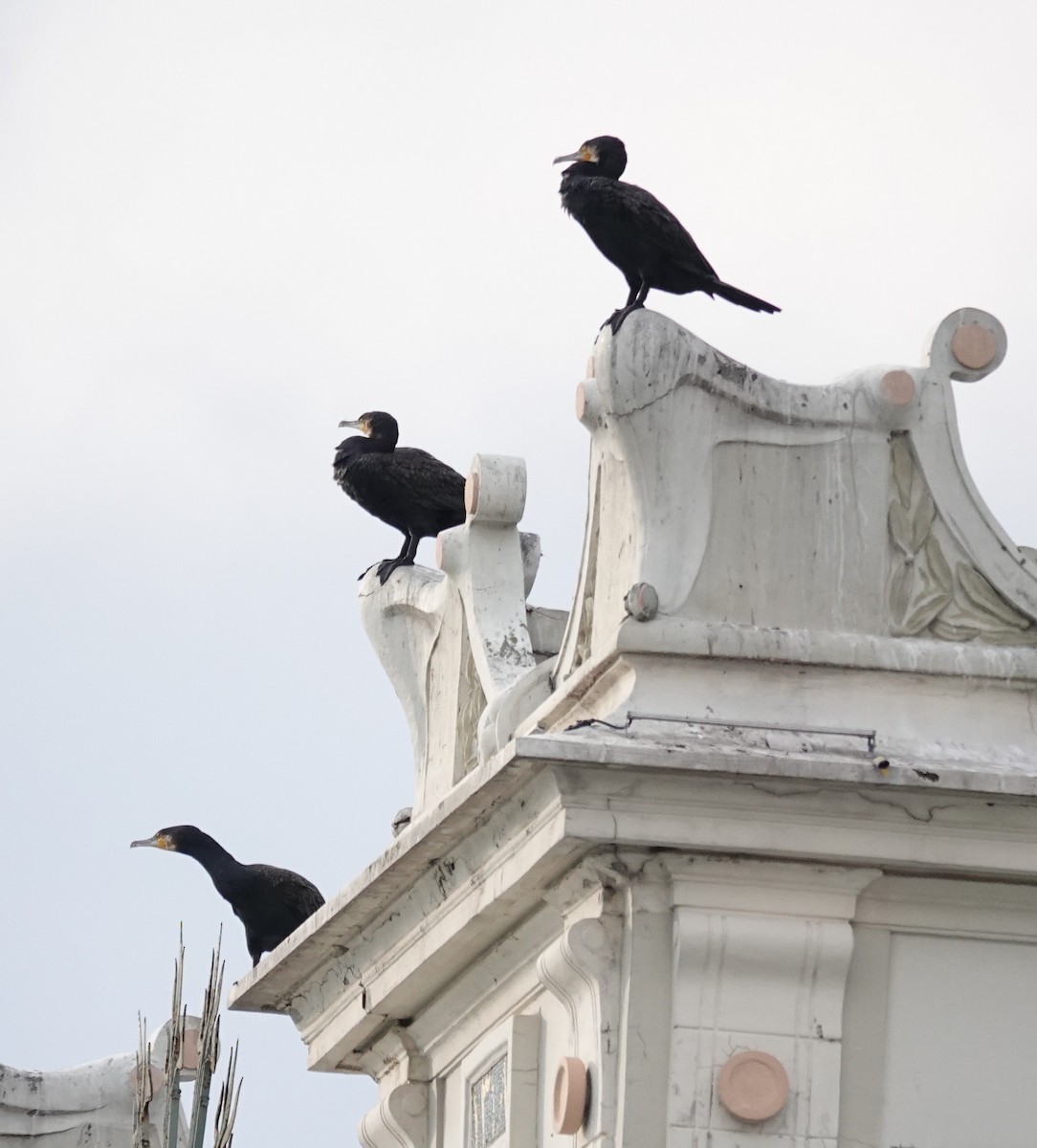 Great Cormorant - ML625399782