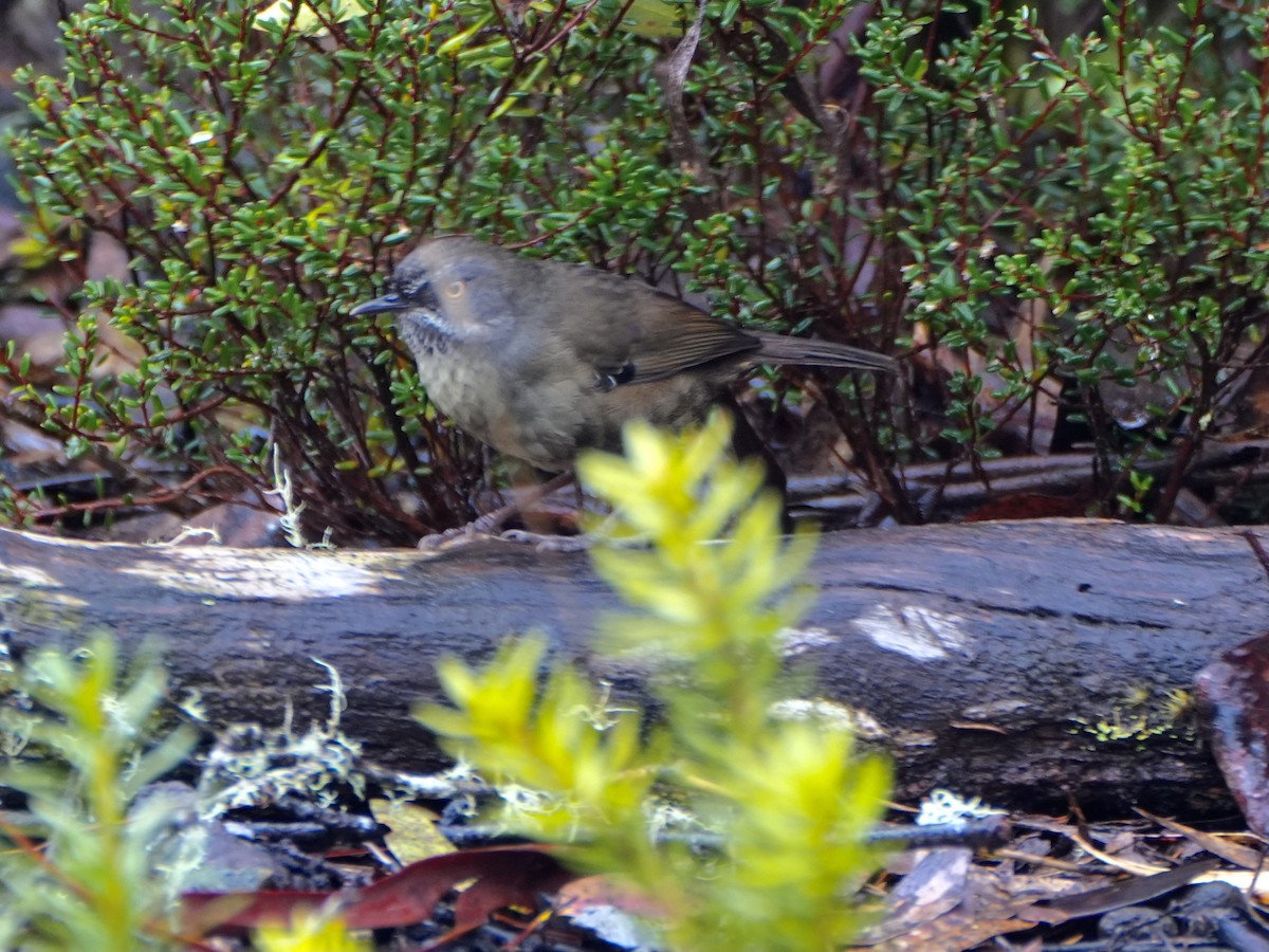 Tasmanian Scrubwren - ML625399807