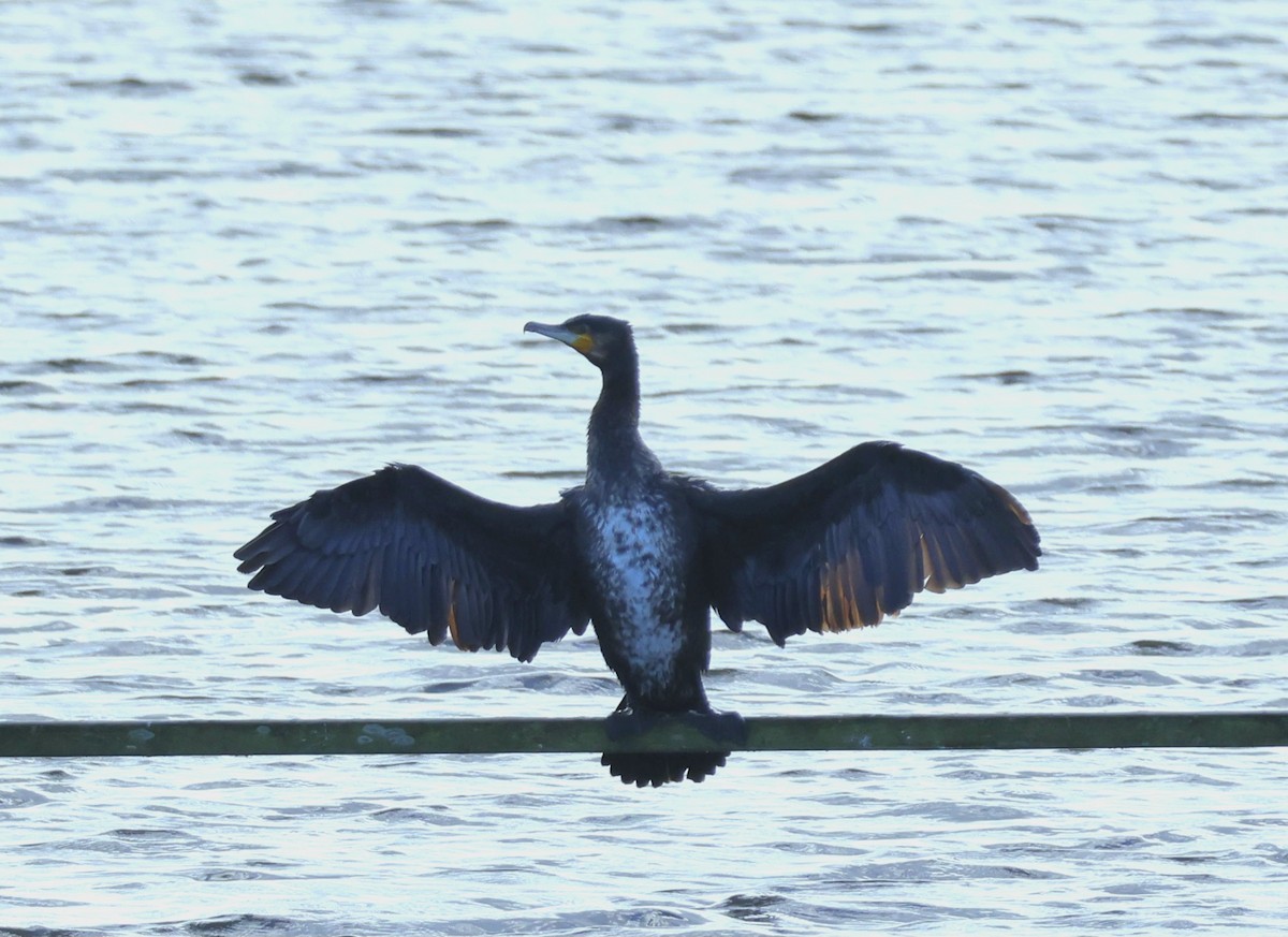 Great Cormorant - ML625399809