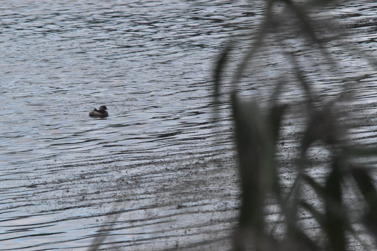 Eared Grebe - ML625399849