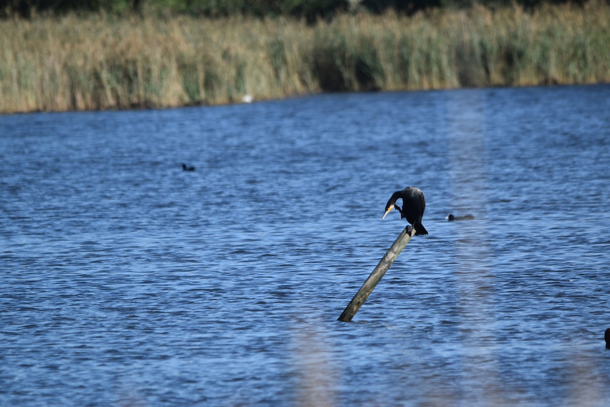 Great Cormorant - ML625399872