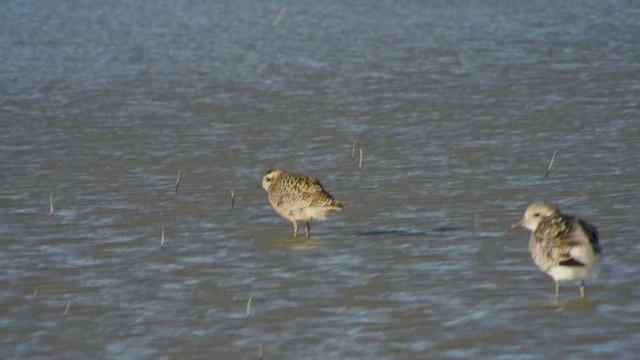 American Golden-Plover - ML625399932