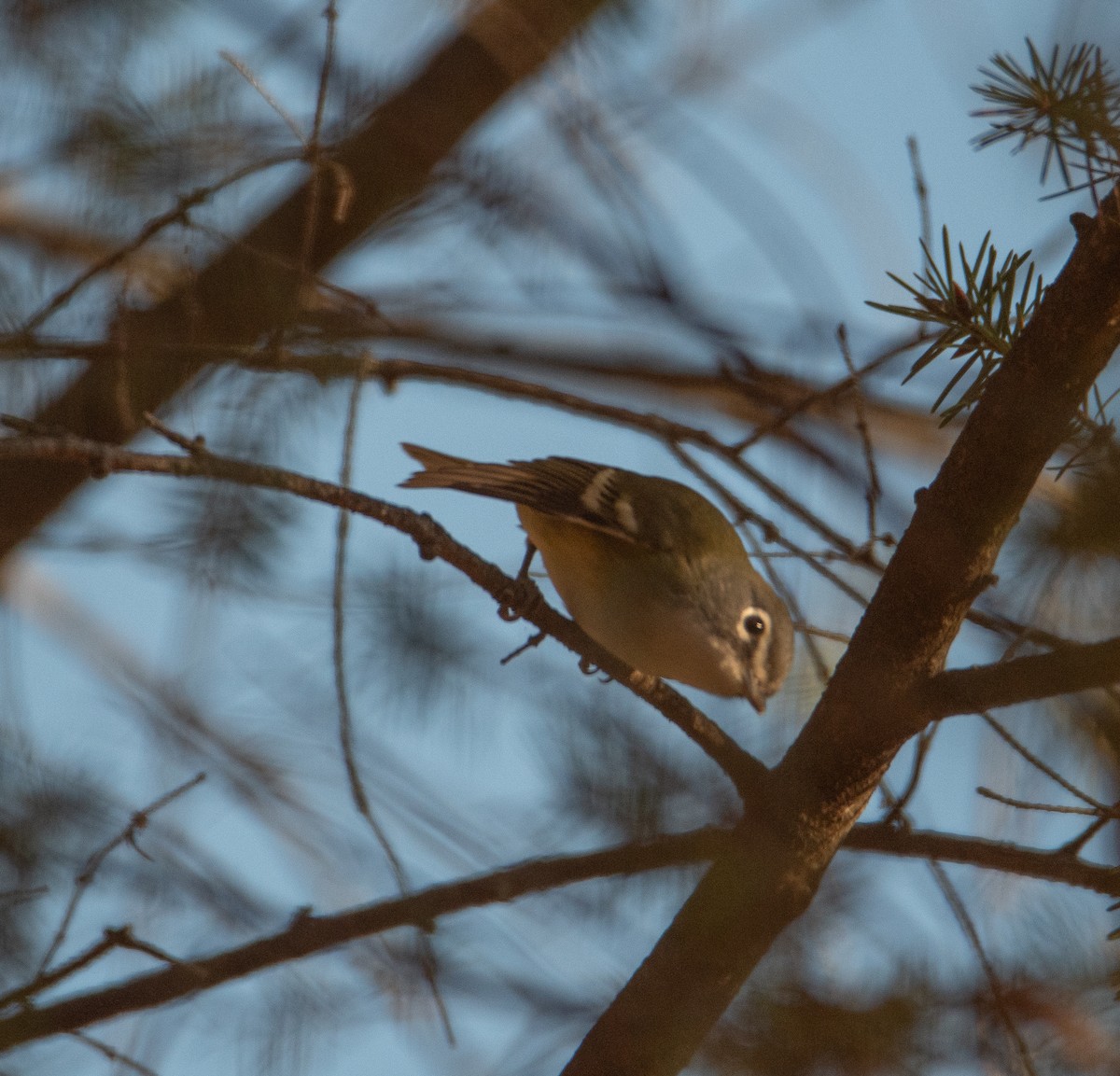 Blue-headed Vireo - ML625399963