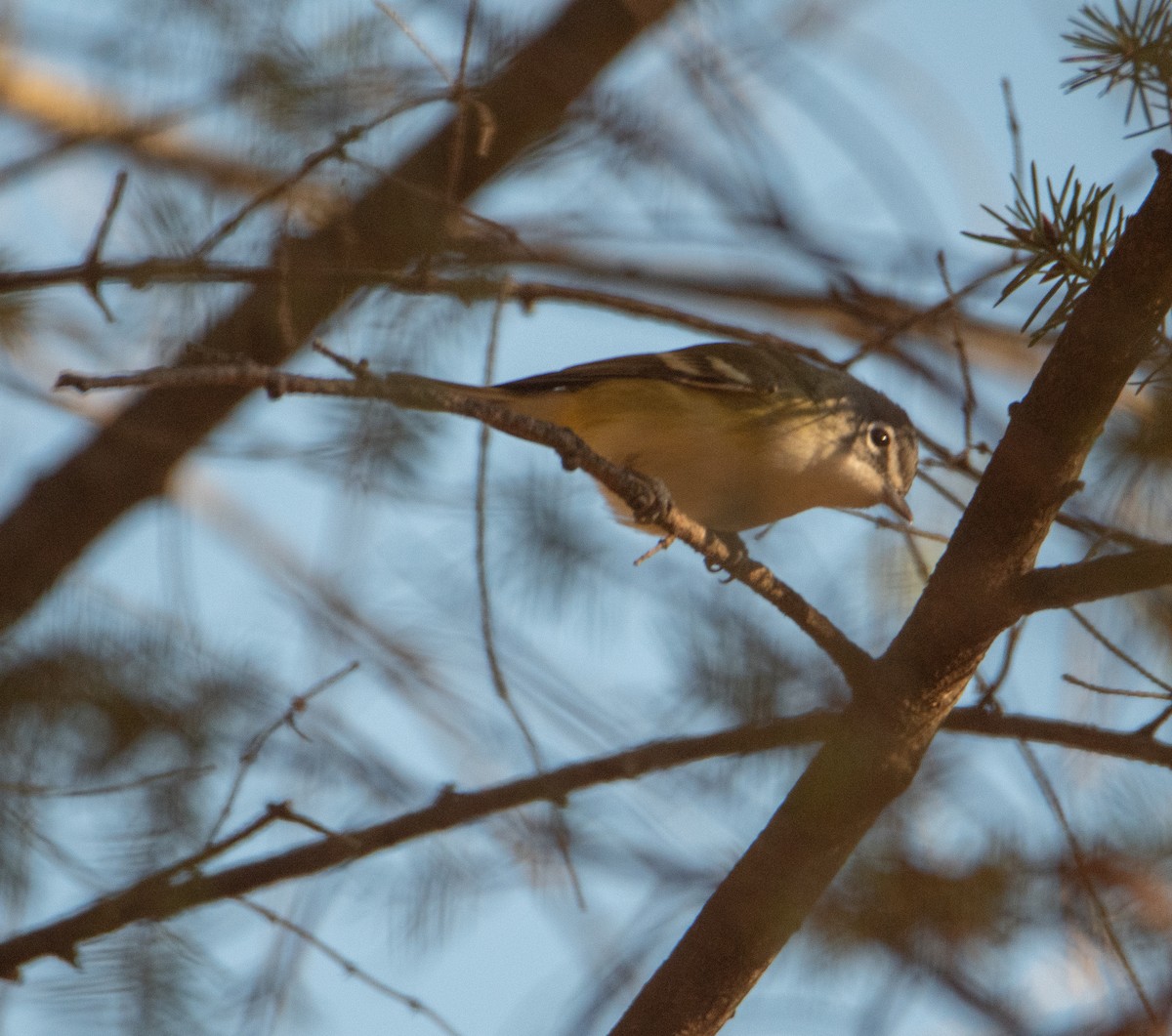 Blue-headed Vireo - ML625399964