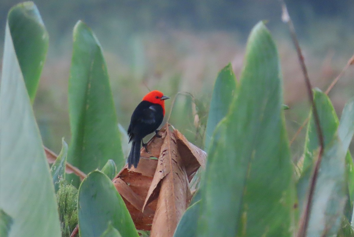 Scarlet-headed Blackbird - ML625399967