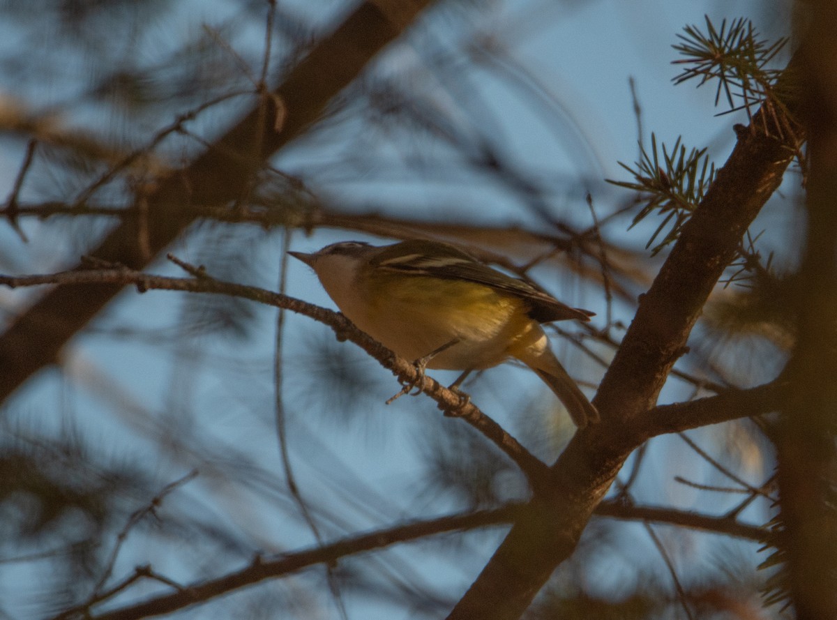 Blue-headed Vireo - ML625399974