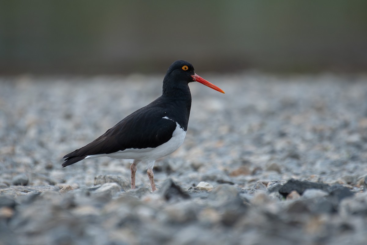 Magellanic Oystercatcher - ML625400099