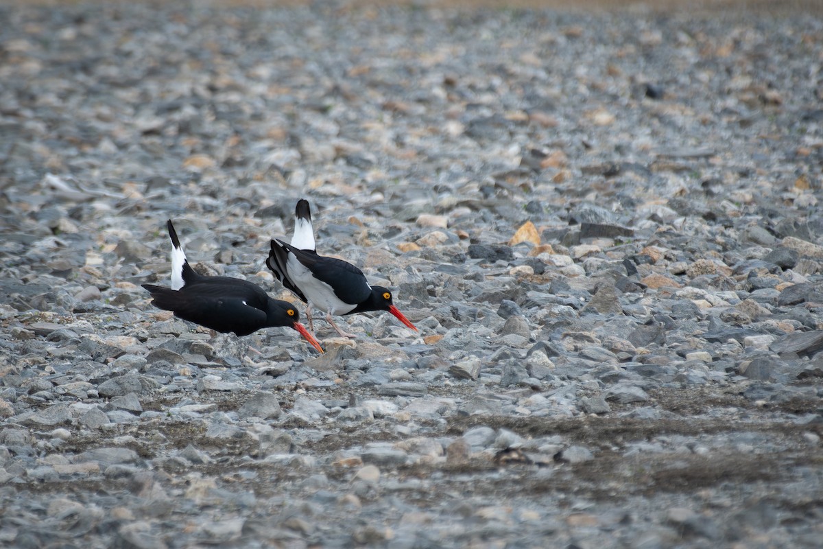 Magellanic Oystercatcher - ML625400100