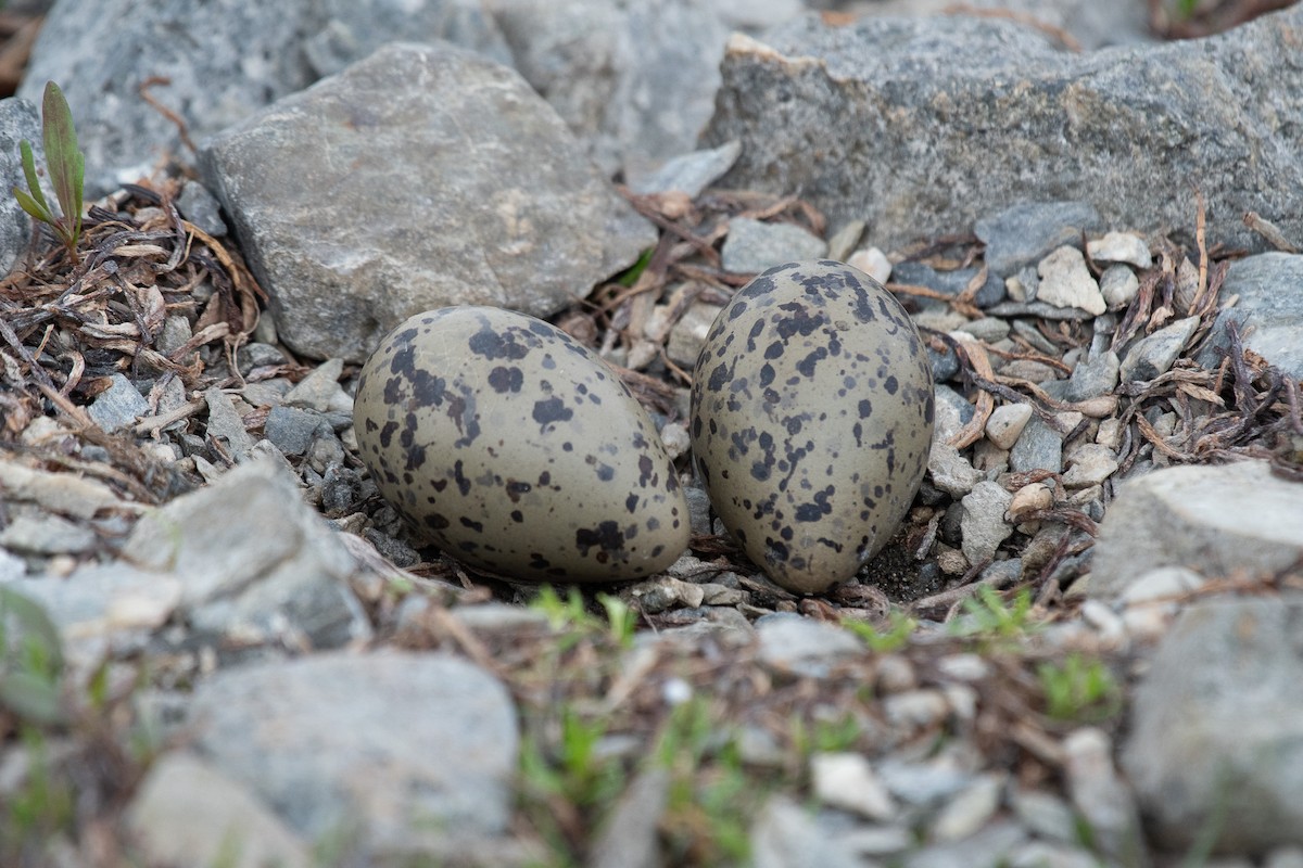 Magellanic Oystercatcher - ML625400101