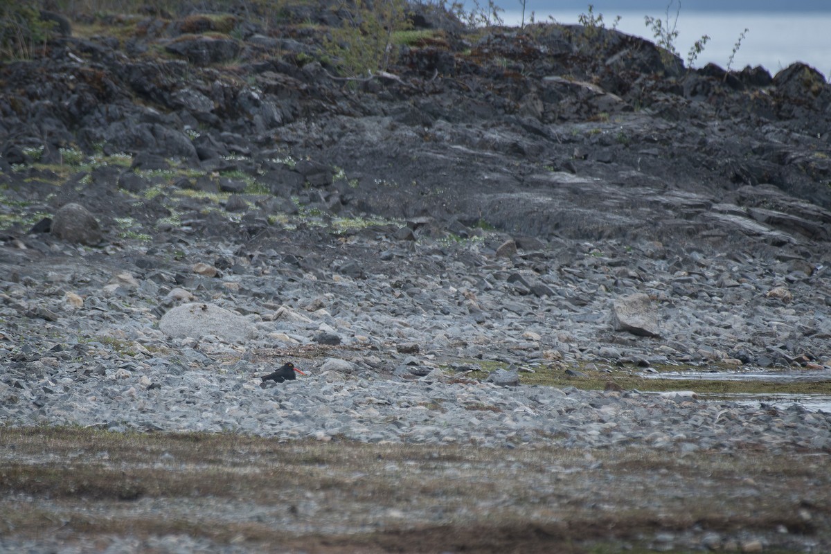 Magellanic Oystercatcher - ML625400106