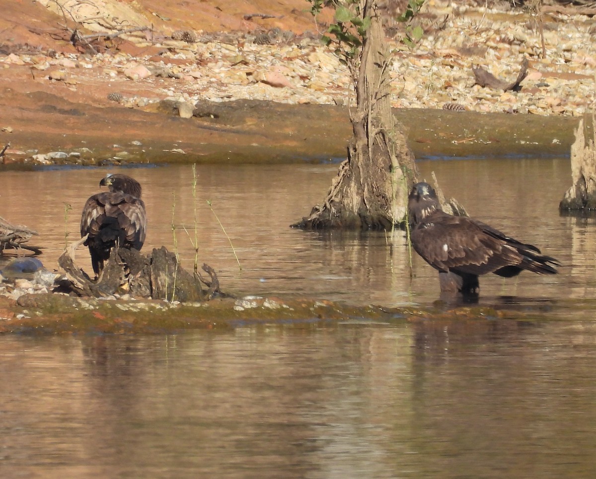 Bald Eagle - ML625400108