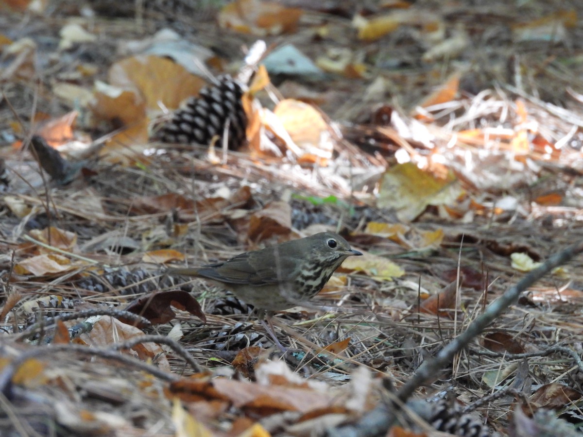 Hermit Thrush - ML625400130