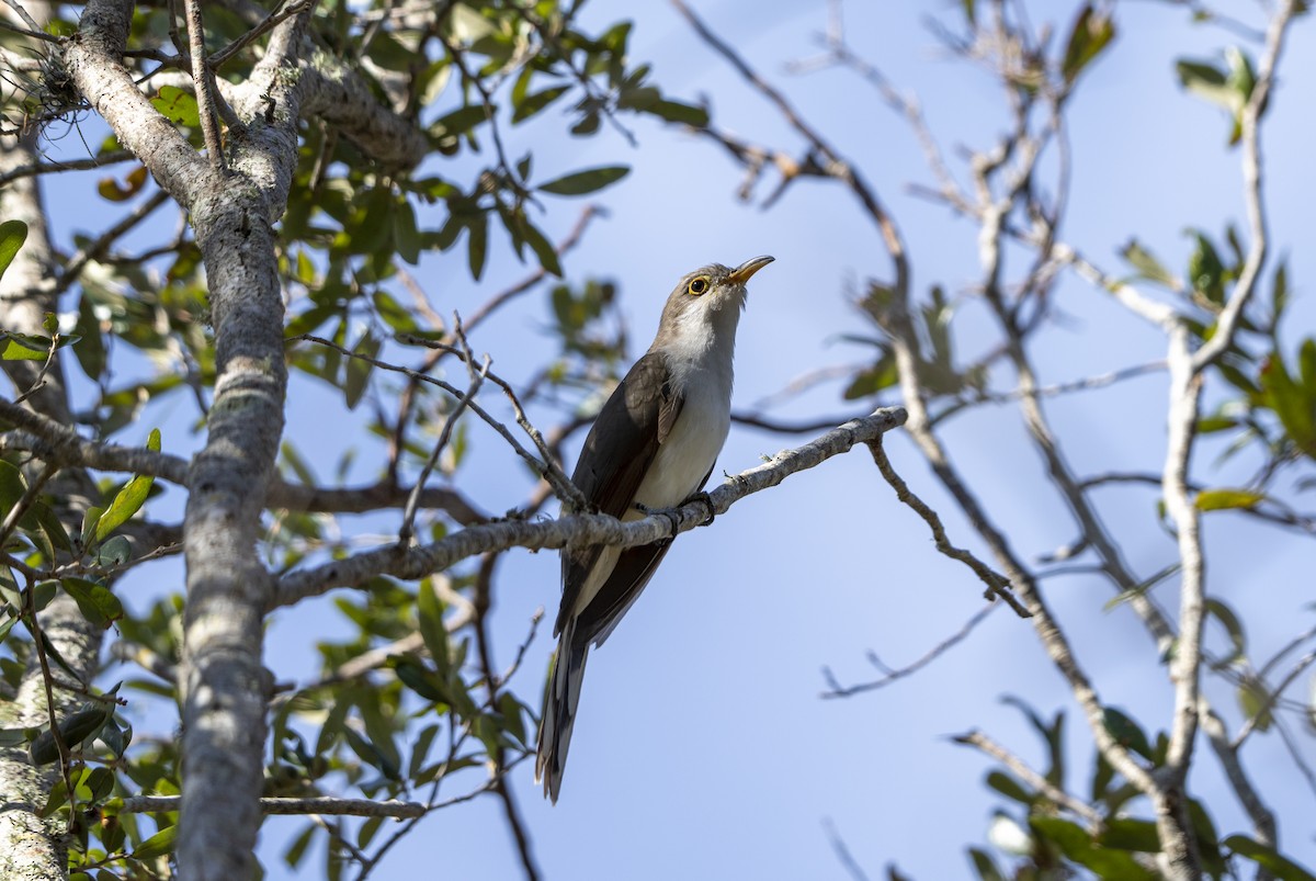 Yellow-billed Cuckoo - ML625400132