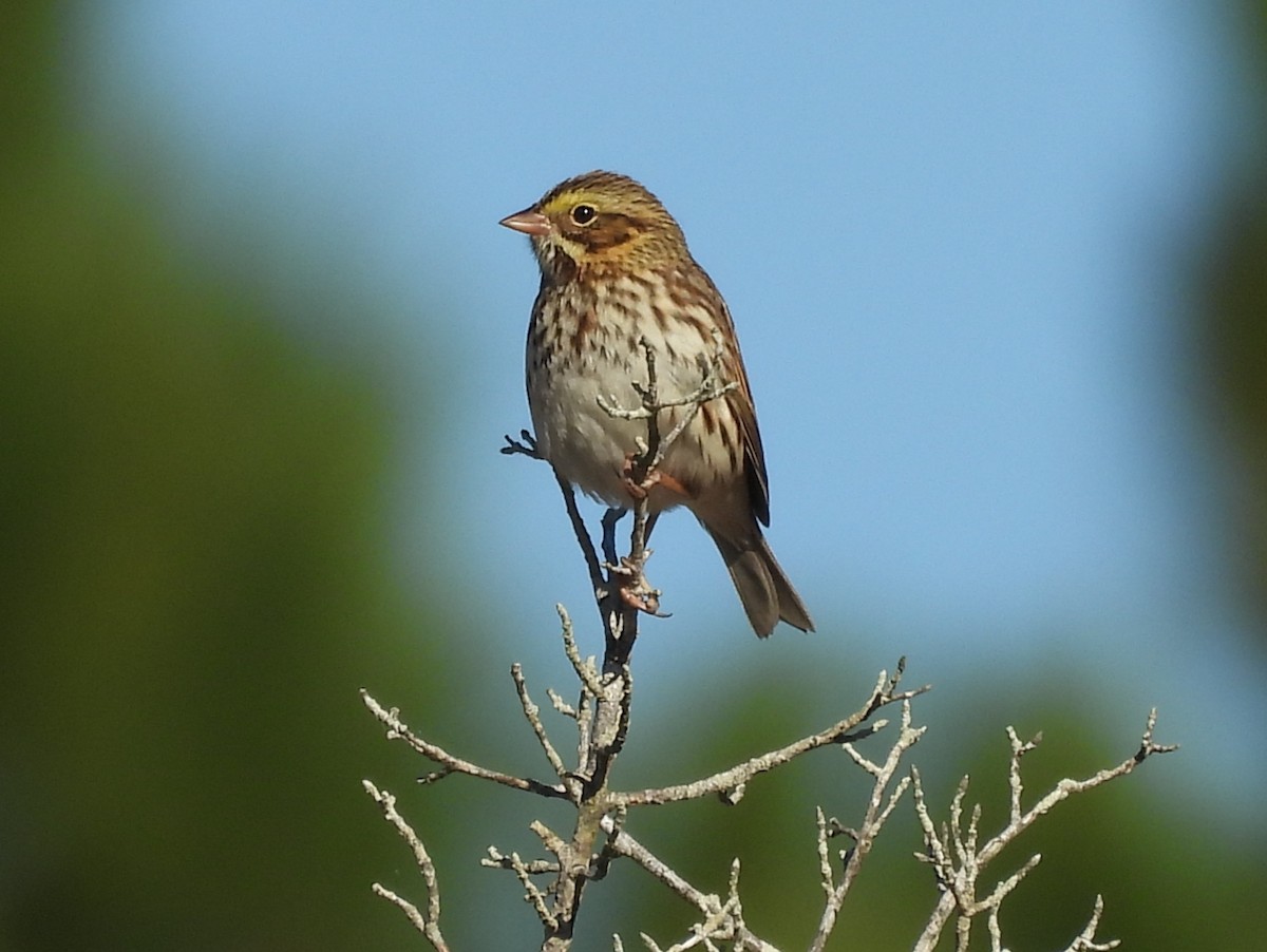 Savannah Sparrow - ML625400135