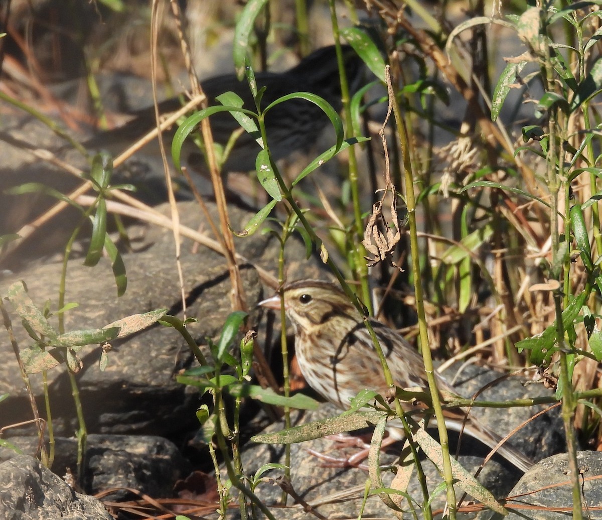 Savannah Sparrow - ML625400136