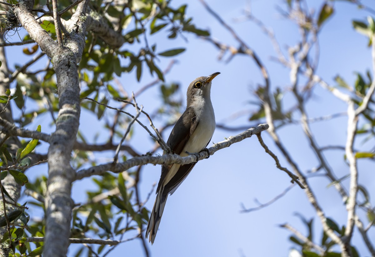 Yellow-billed Cuckoo - ML625400155