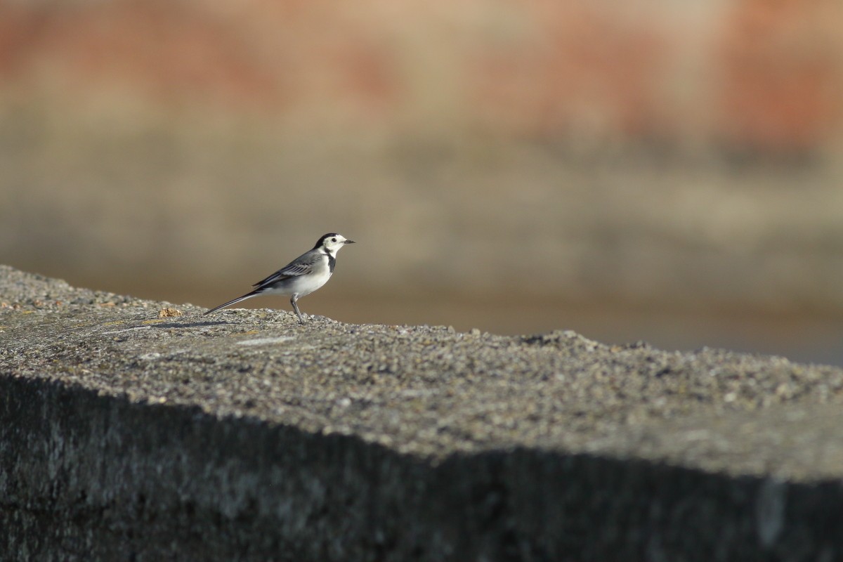 White Wagtail (British) - ML625400157