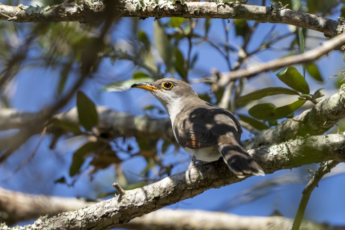 Yellow-billed Cuckoo - ML625400169