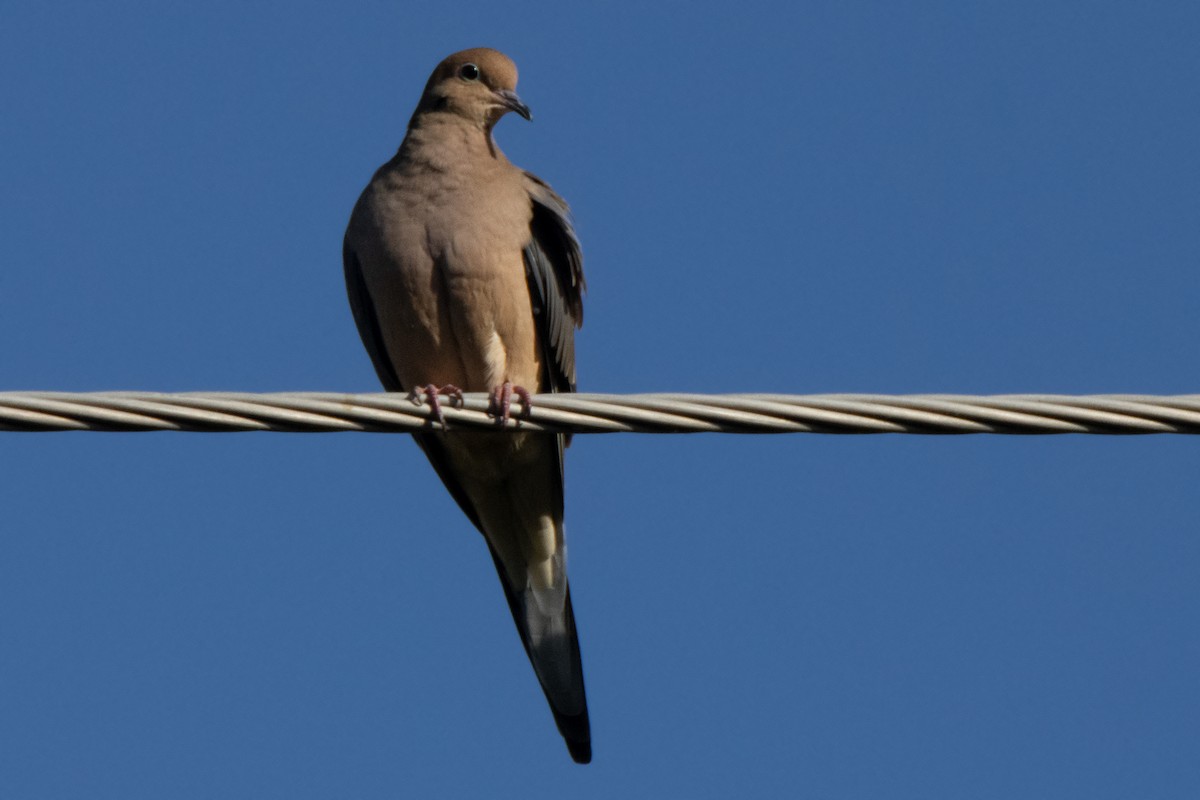 Mourning Dove - ML625400227