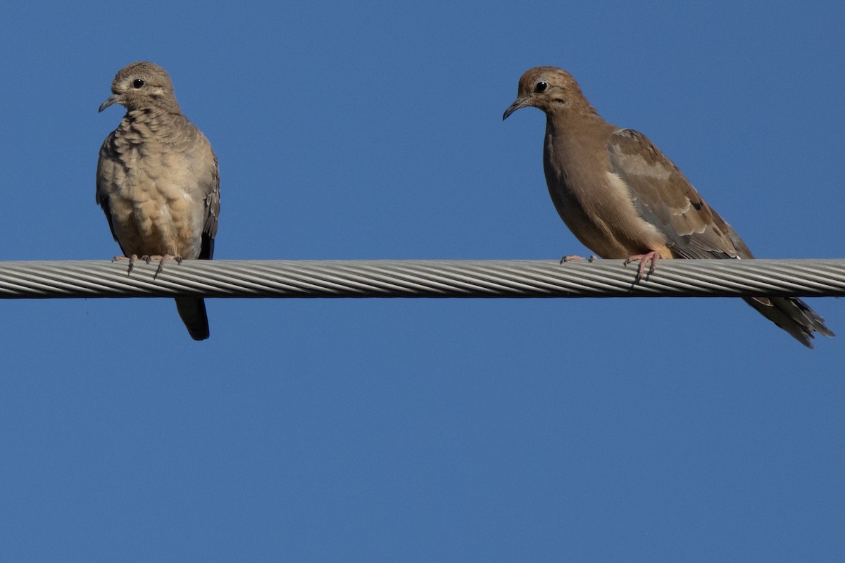 Mourning Dove - Dale Bargmann