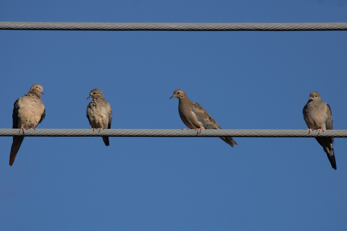 Mourning Dove - ML625400232