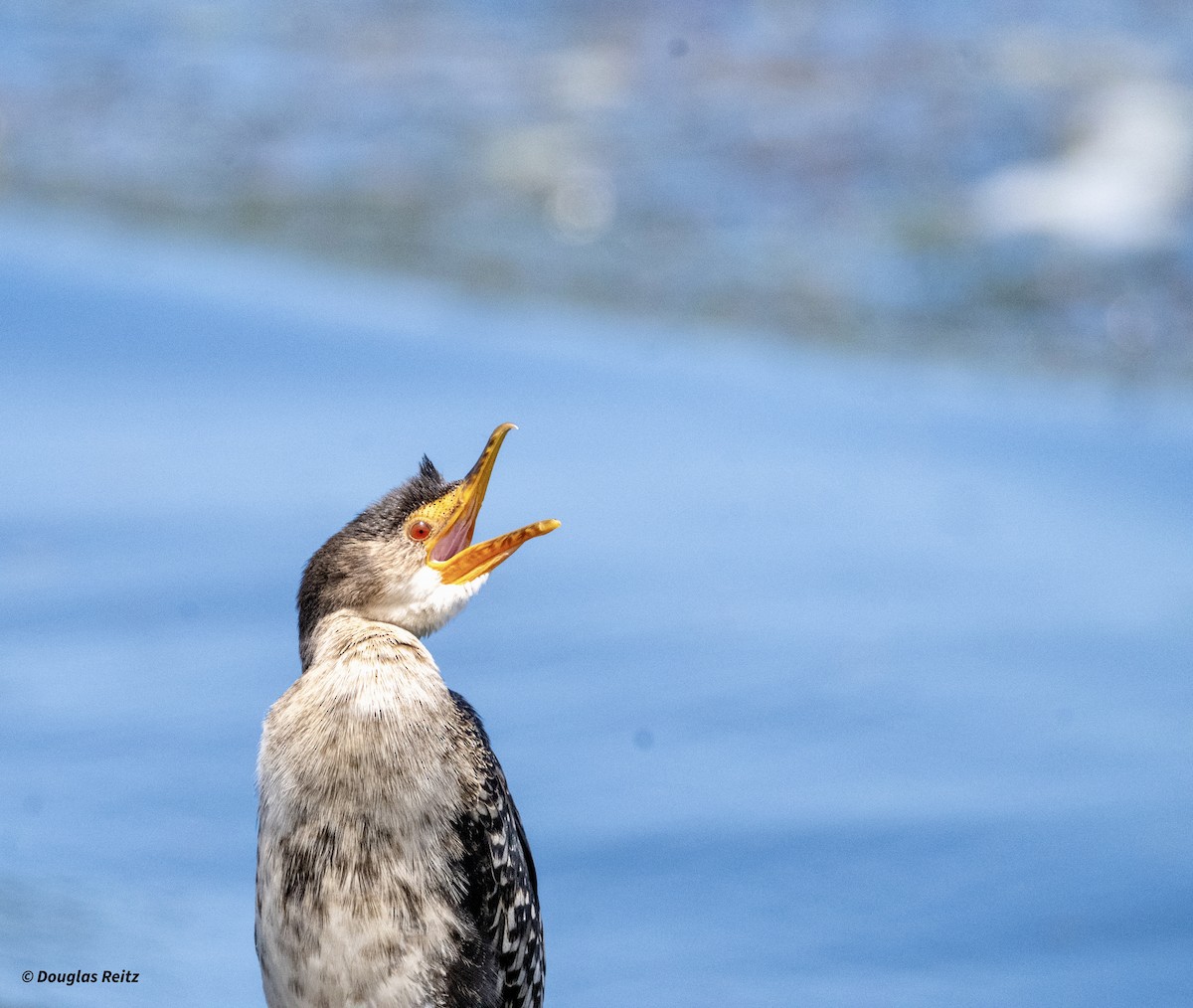 Reed Cormorant - ML625400286