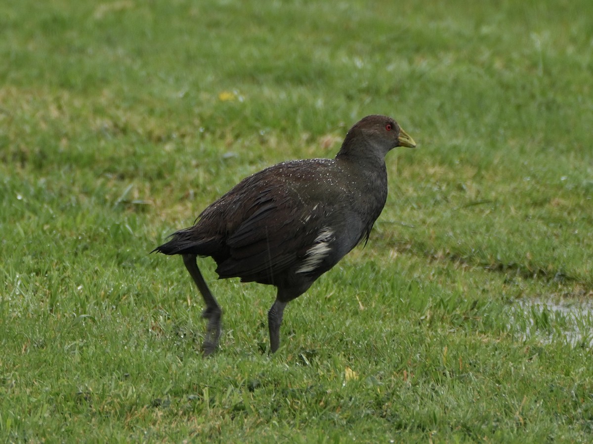 Tasmanian Nativehen - ML625400291