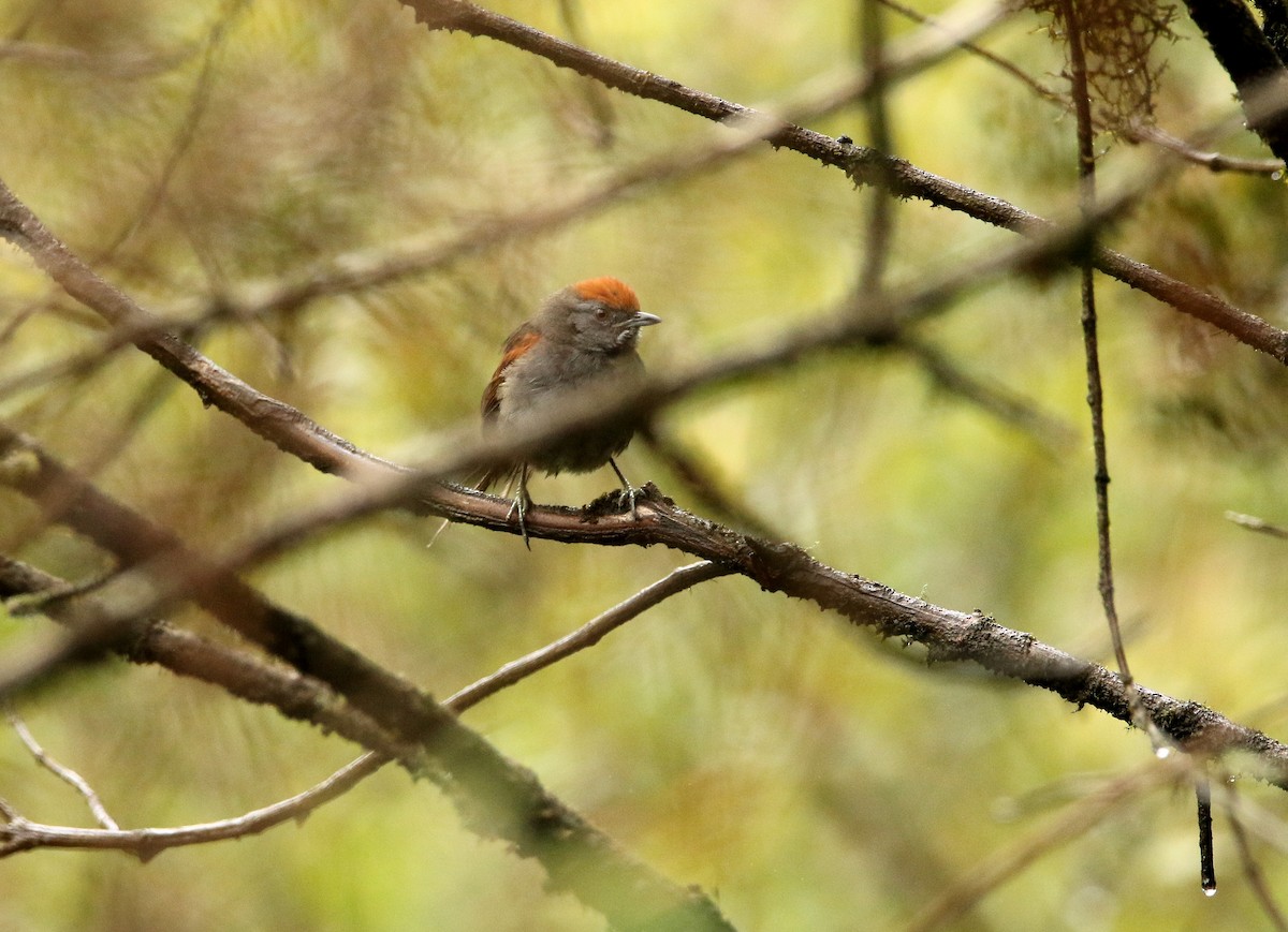 Spix's Spinetail - ML625400312