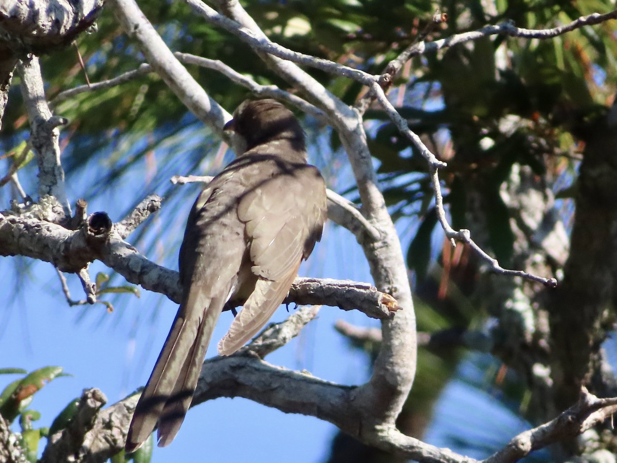 Yellow-billed Cuckoo - ML625400406