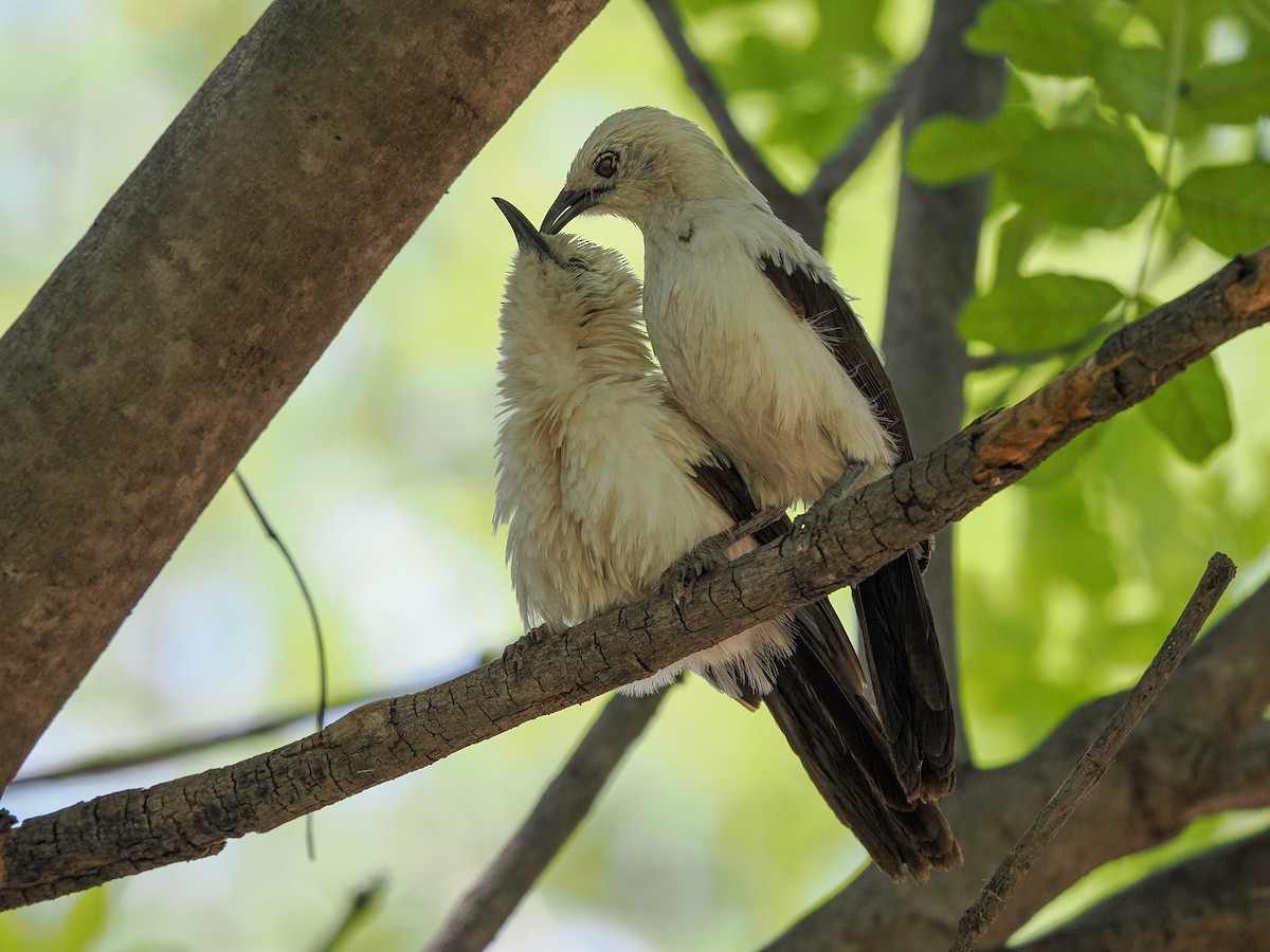 Southern Pied-Babbler - Darren Shirley