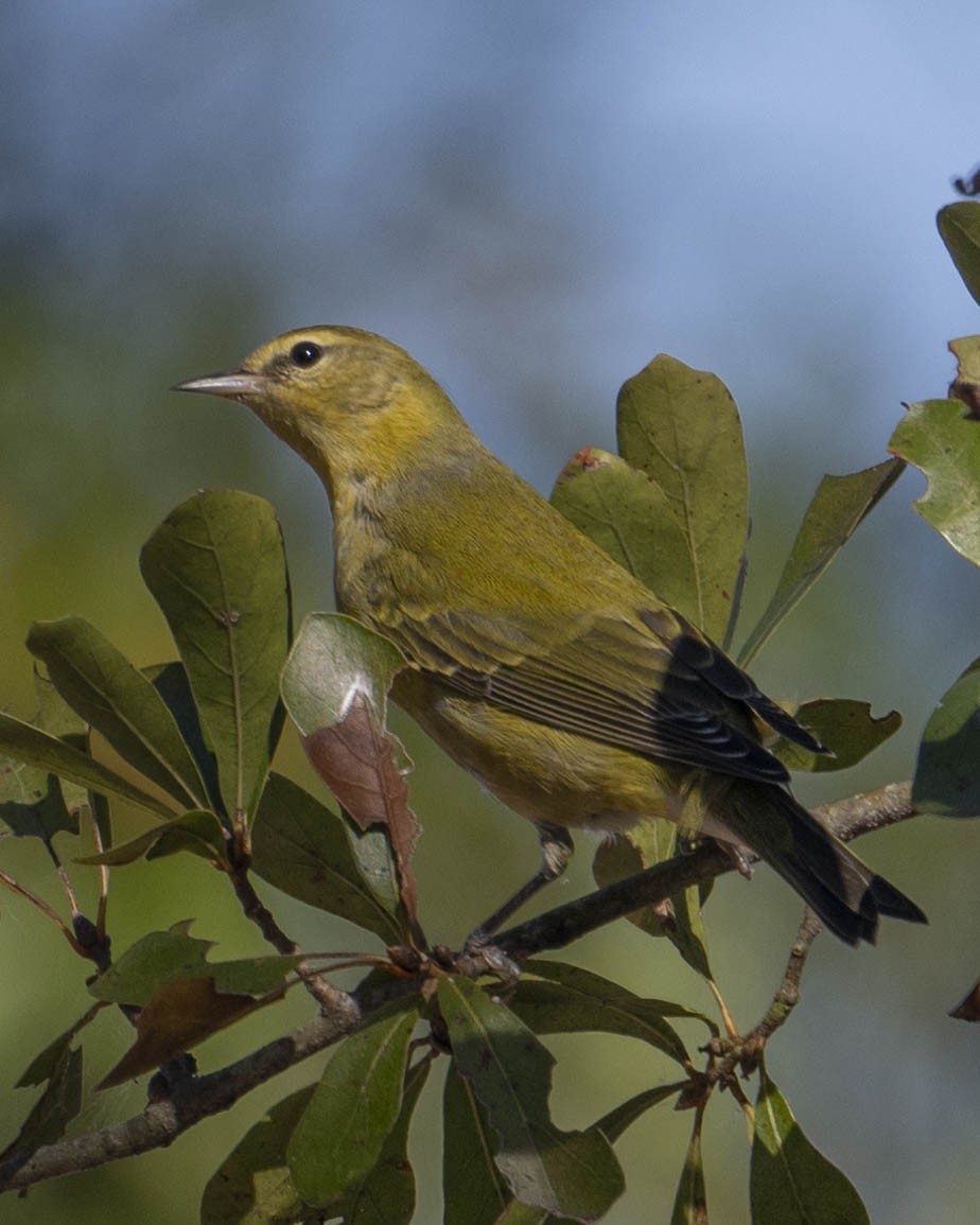 Tennessee Warbler - ML625400512