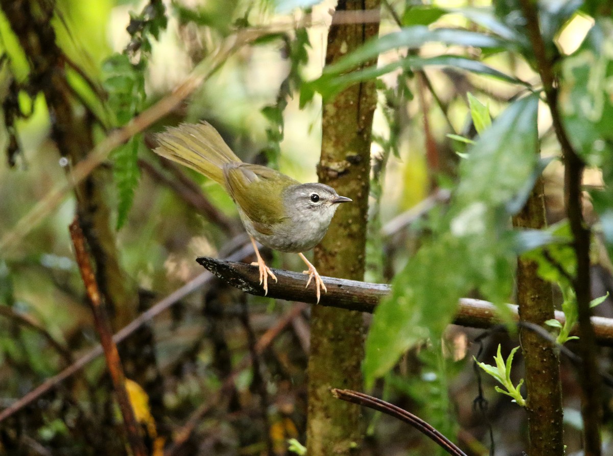 White-browed Warbler - ML625400530