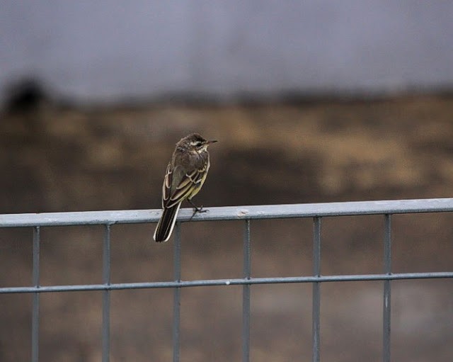 White Wagtail - ML625400570