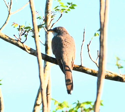 Yellow-billed Cuckoo - Marcus & Cheryl Morris