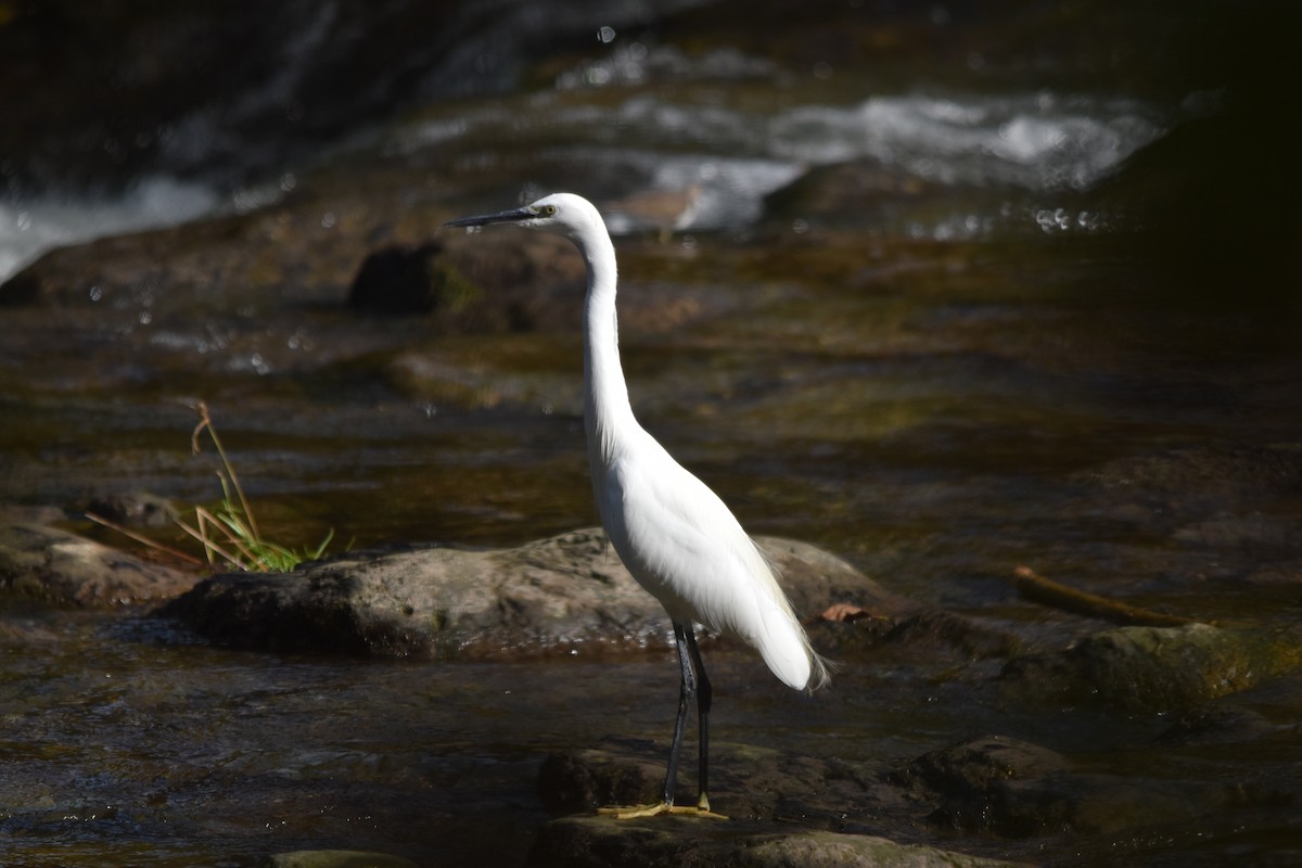 Little Egret - Marco Roggerone