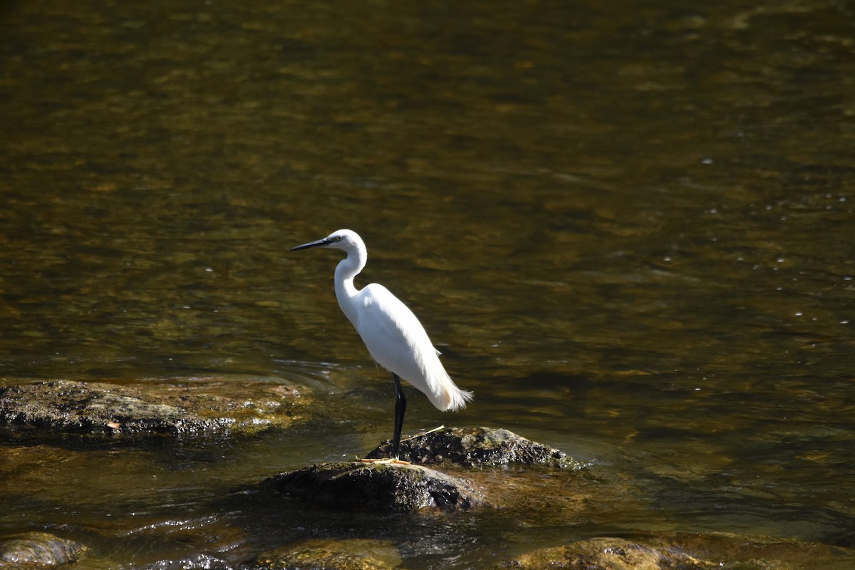 Seidenreiher - ML625400641