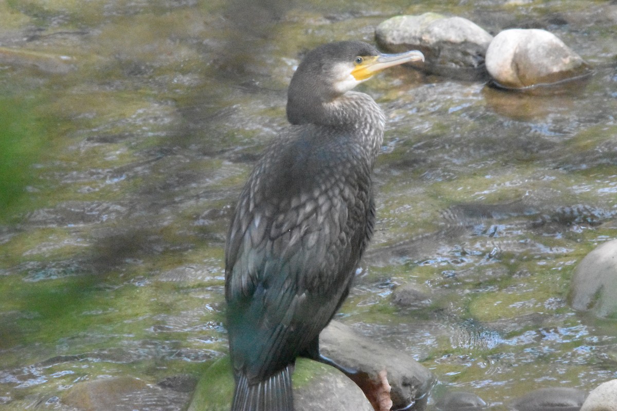 Great Cormorant - ML625400726