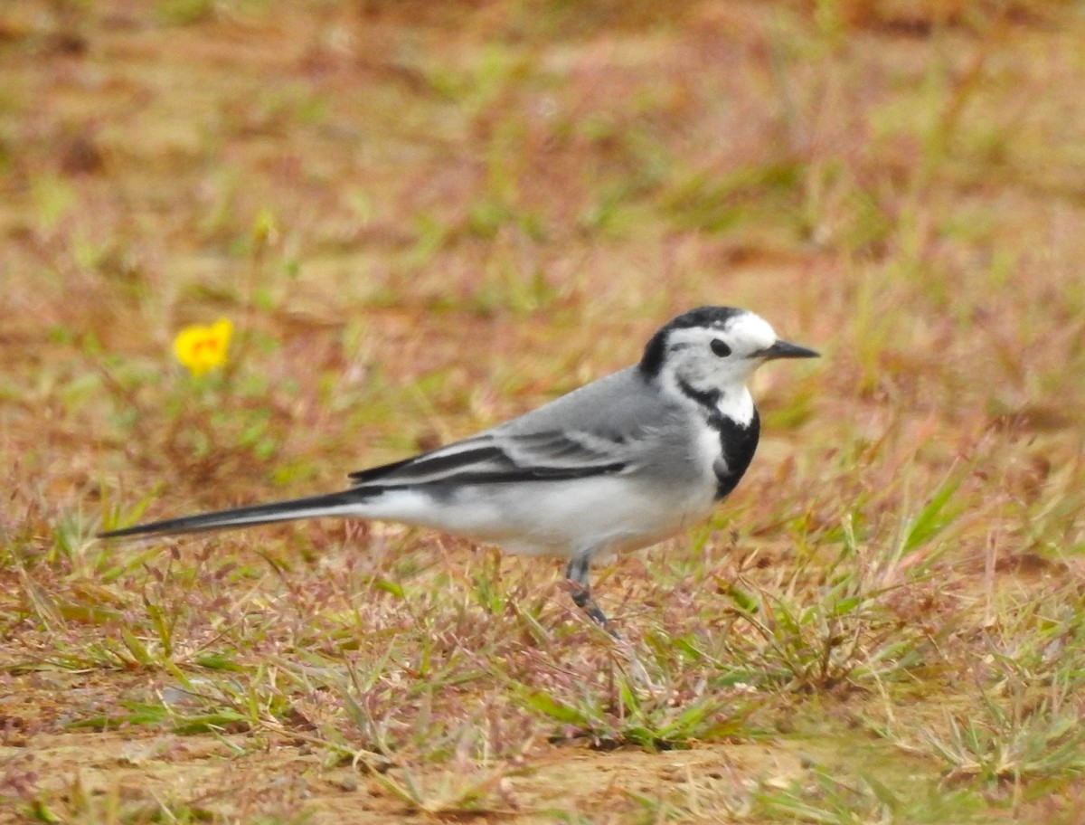 White Wagtail - Kiranmayee K