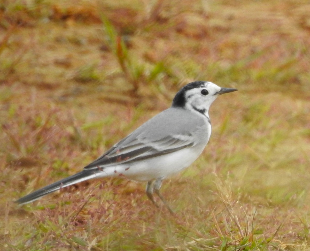 White Wagtail - ML625400738